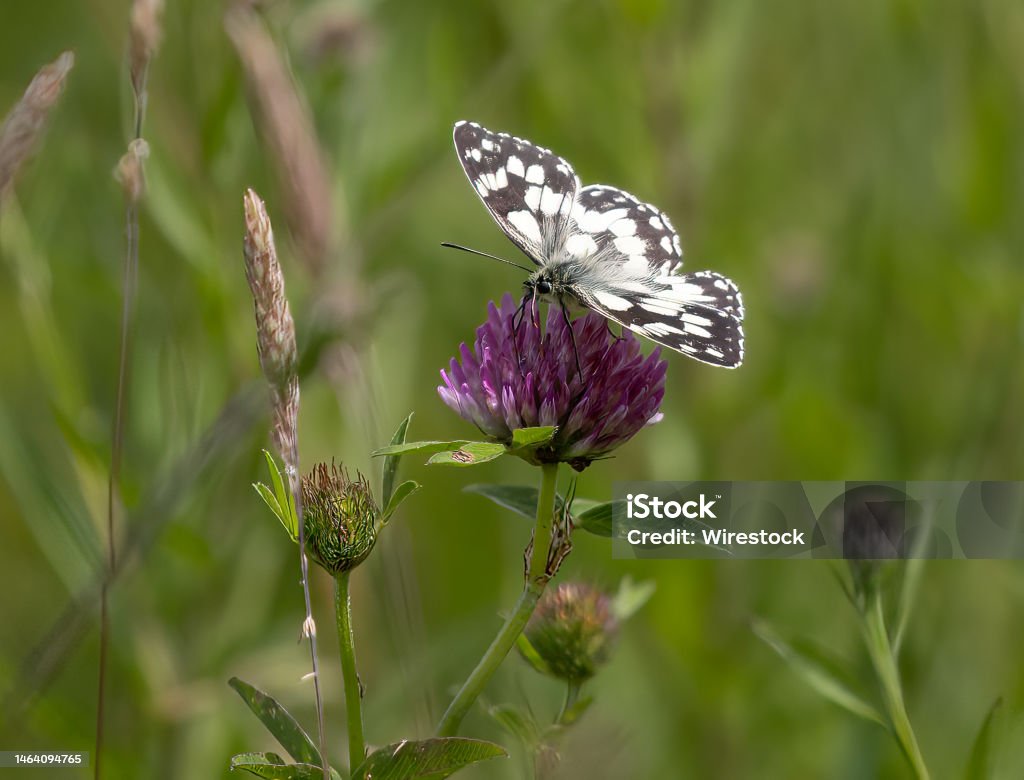 Primer Plano De Una Mariposa Blanca Jaspeada Melanargia Galathea Sobre Una Flor De Trébol Foto de stock y más banco de imágenes de Ala de animal - iStock Primer Plano De Una Mariposa Blanca Jaspeada Melanargia Galathea Sobre Una Flor De Trébol Foto de stock y más banco de imágenes de Ala de animal - iStock