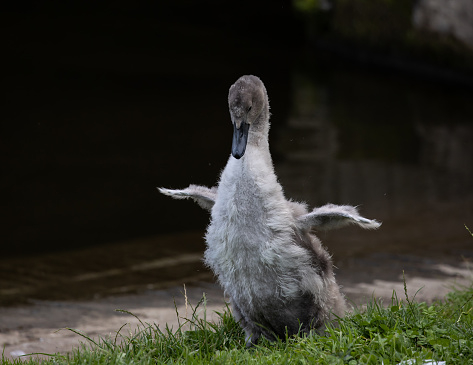 A closeup of a swan chick on the grass.