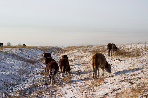 Herd of cows grazing in winter snow field