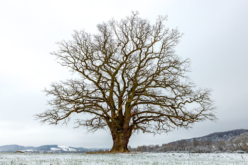 Old oak in a winter landscape