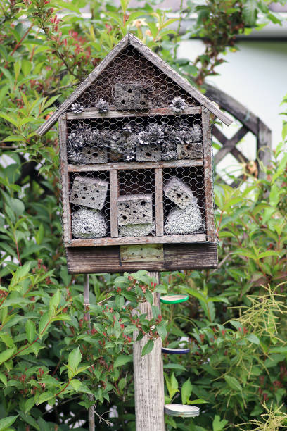 istock Large insect hotel in an allotment garden 1464095254