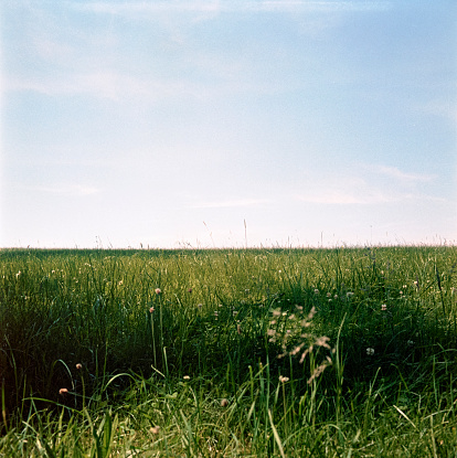 A landscape of a field covered in the grass under the sunlight and a blue sky