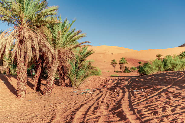 istock Plastic waiste pollution and garbage bags in the desert sand 1464095679
