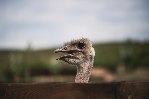 A portrait of an Asiatic ostrich behind a wooden fence