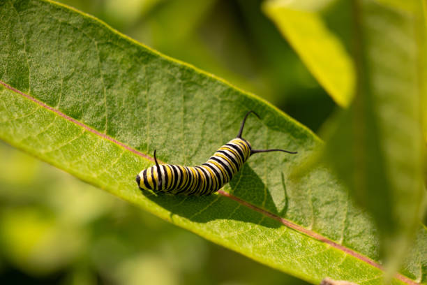 istock Closeup of a caterpillar on a green leaf under the sunlight with a blurry background 1464095767