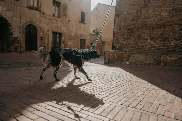 istock Dog in old town 1464096788