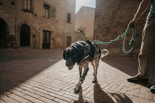 Unrecognizable man standing on the street with his dog on a leash in old town Pienza, Italy.