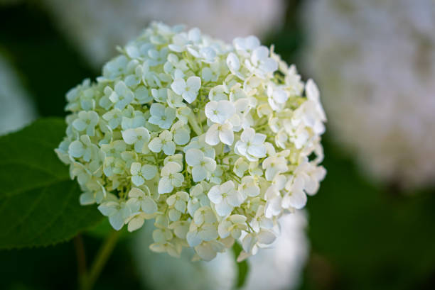 istock Closeup shot of a white Hydrangea flower isolated on blurry background 1464098237
