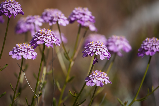 A closeup shot of purple Candytufts in a field on a blurred background