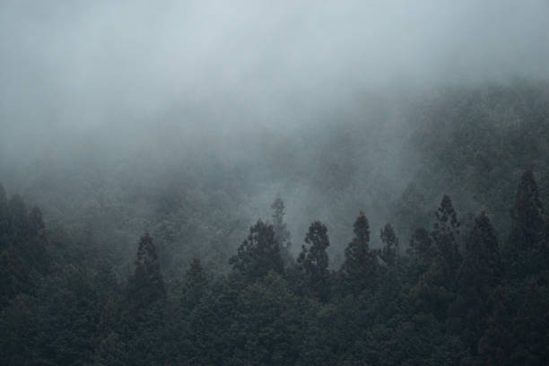 Free Stock Photo of Misty forest mountain landscape | Download Free ...