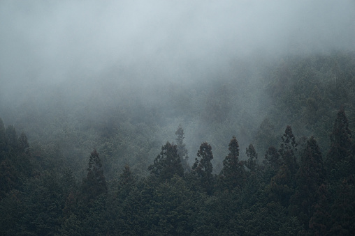 forest shrouded in fog