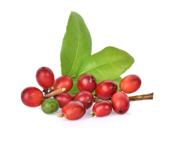 крупный план свежих кофейных ягод, выделенных на белом фоне - coffee plant стоковые фото и изображения