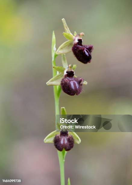 Beautiful Macro View Of Ophrys Incubacea Ophrys Sphegodes Subsp Atrata Mediterranean Wild Orchid Stock Photo - Download Image Now