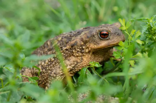 Photo of Macro view of a Common toad, (bufo spinosus), walking around in garden, Andalusia, Spain.