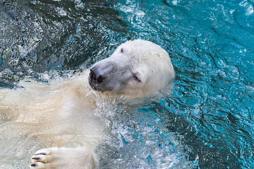 A polar bear sticking its head out of the water
