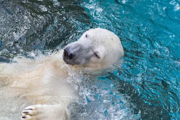 Photo of A polar bear sticking its head out of the water