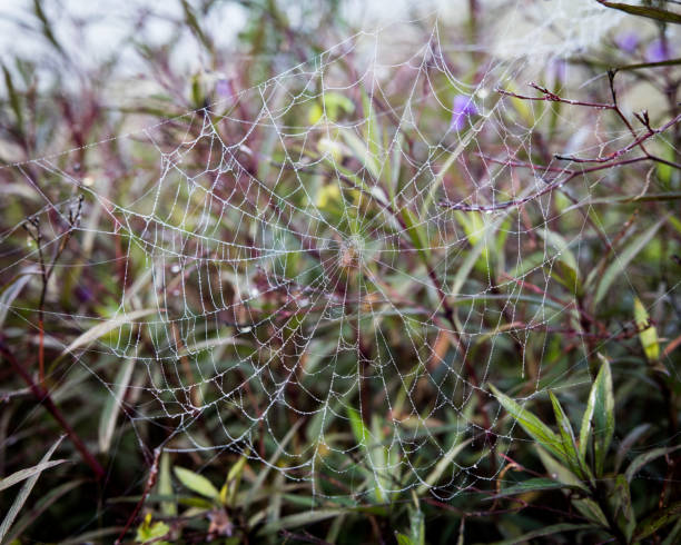 istock Closeup shot of a cobweb on twigs and branches 1464100443