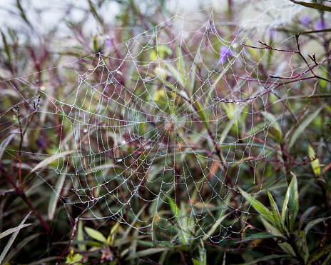 A closeup shot of a cobweb on twigs and branches