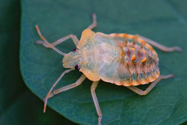 istock Unpigmented nymph of a red-legged shieldbug which just changed skin on a green lea 1464100456