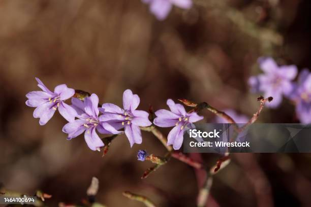 Violet Sea Lavender Limonium Virgatum Malta Mediterranean Stock Photo - Download Image Now