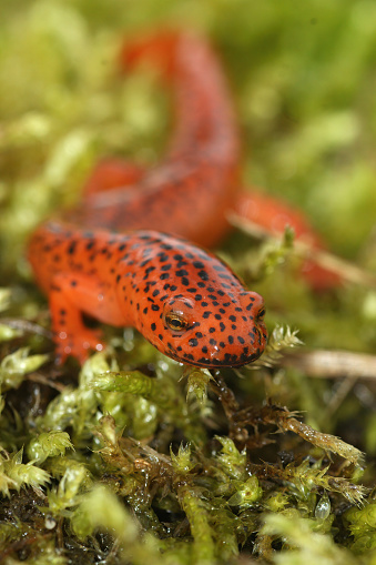 A vertical shot of a blue ridge red salamander (Pseudotriton ruber) on green moss