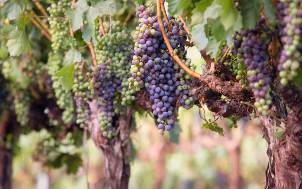 USA California, Napa Valley region,  grapes on the vine