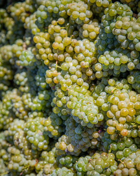 A vertical shot of delicious ripe grapes in a container under the sun