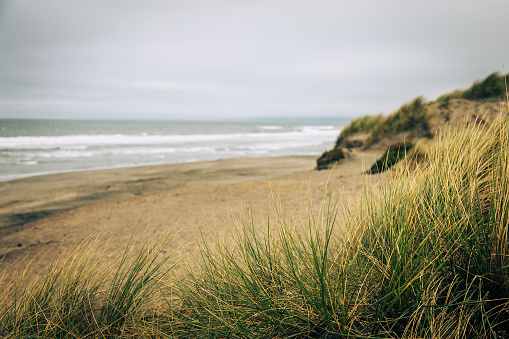 A closeup of the grass on the Ocean Beach under a cloudy sky in San Francisco, the US