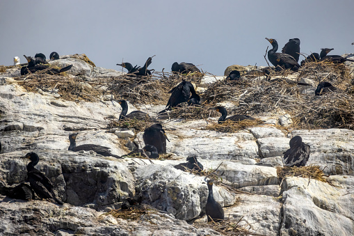 A group of double-crested cormorants nesting on a rocky cliff