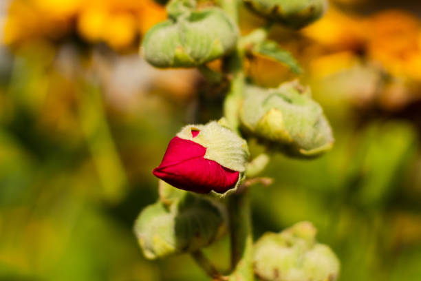 A bud of a red rose in a garden