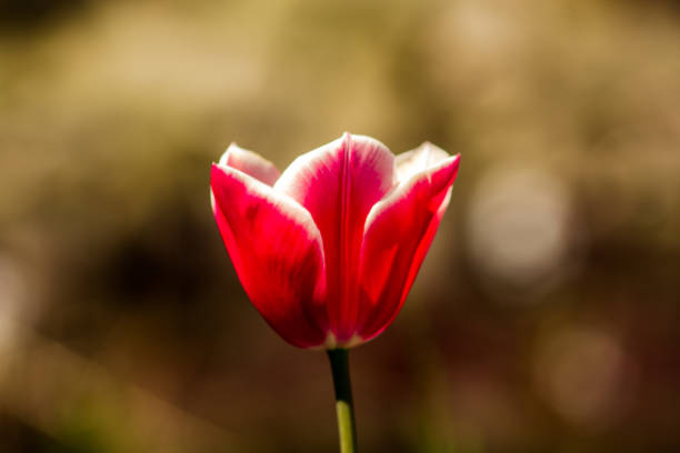istock Closeup shot of a beautiful tuli 1464101929