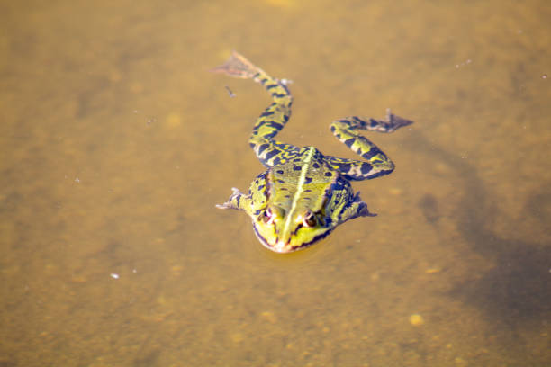 istock Frog swimming in a lake 1464101955