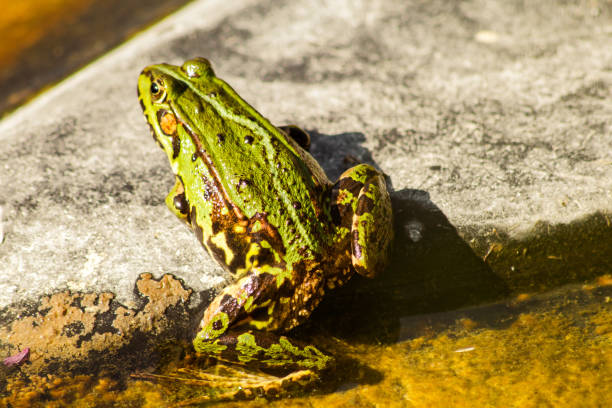istock Frog on a wet rock near the pond 1464102041
