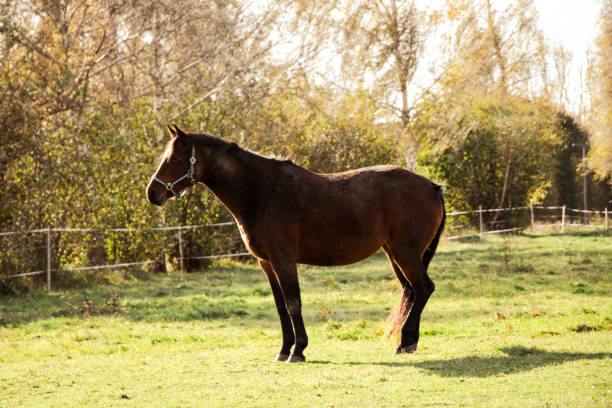 istock Beautiful brown horse standing in a field 1464102154