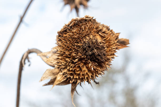 istock Closeup shot of a dried plants 1464102268