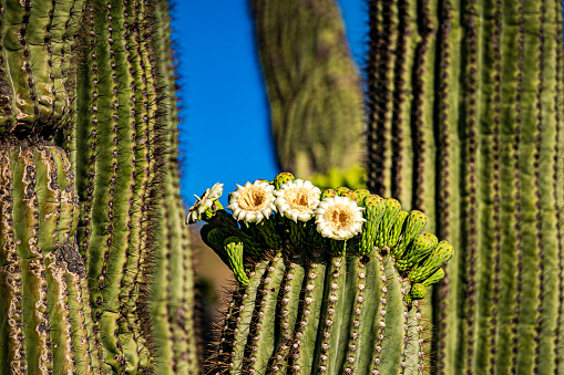 The image shows a group of saguaro cactus blossoms and buds against the backdrop of the saguaro cactus