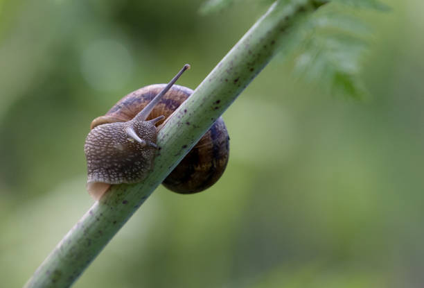 istock Close up of a Pond snails crawling on a grass leaf in the grass field 1464102923