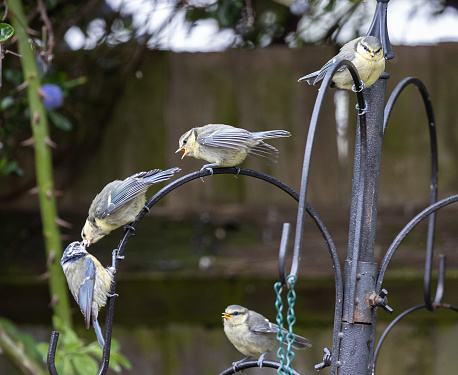 A close up of a group of great tit birds standing on a black metal lamppost in the garden
