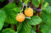 Two large raspberries on a background of green leaves. Growing raspberries in the garden. Close-up