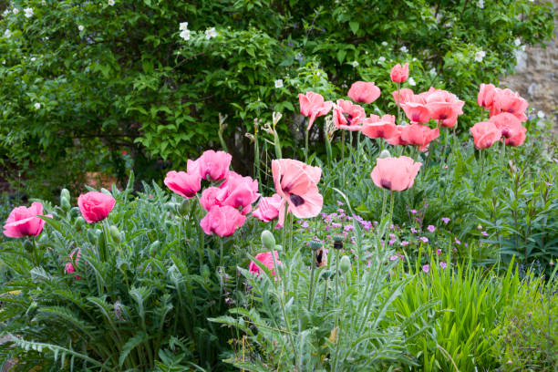 Pink poppies growing in a UK garden Pink poppies, poppy plants growing in a UK garden flowerbed oriental poppy stock pictures, royalty-free photos & images