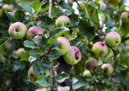 fungal disease on apple fruits. Black dots on apples, scab disease or flycatcher, close-up