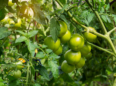 Late unripe green tomatoes grow in the garden in summer. Growing tomatoes as a business. agriculture