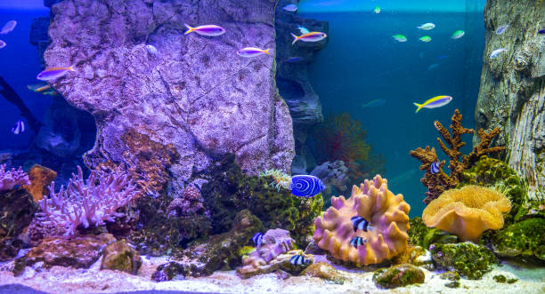 istock Panoramic aquarium with tropical fish and corals 1464105438