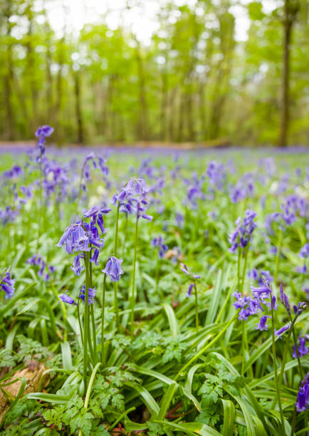 Springtime bluebells carpet the forest floor beneath fresh green foliage in the New Forest, England. The Image is on old slide film