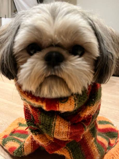 istock photo Shih Tzu looks at the camera 1464108530