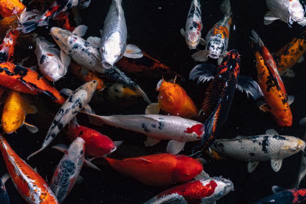 istock Closeup of group of swimming fish 1464108575