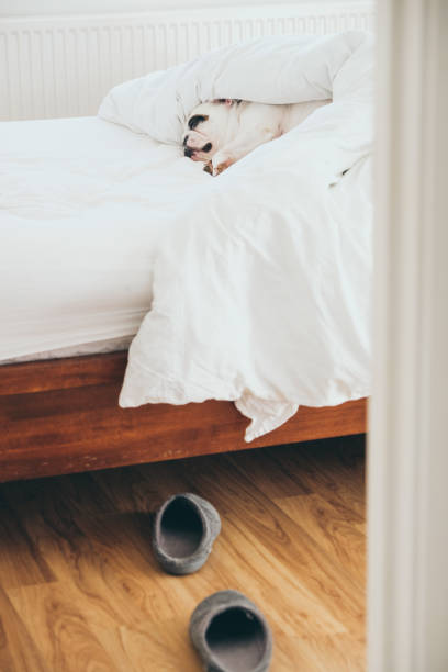 istock Frenchie dog in bed under the duvet 1464110822