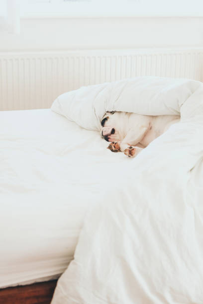 istock Frenchie dog in bed under the duvet 1464110877