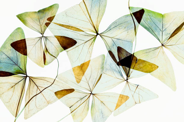 Beautiful clover leaf dried dry pressed flowers