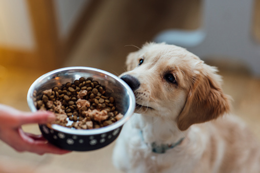 Close up of a Labrador puppy looking at a food ball man unrecognisable person is holding.